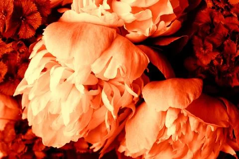 Beautiful spring pattern background with red flower . Close up of peony flowe Foto stock