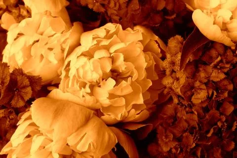 Beautiful spring pattern background with red flower . Close up of peony flowe Stock Photos