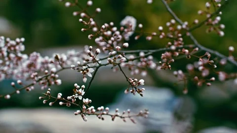 Beautiful spring peach blossoms Stock Footage 256967366