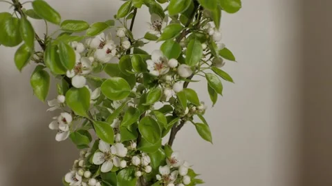 Beautiful Spring Pear tree blossom , extreme close up. Blooming backdrop on Stock Footage 158360156