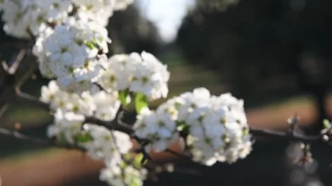 Beautiful spring pear tree flowers blossom in orchard Stock Footage 139924745