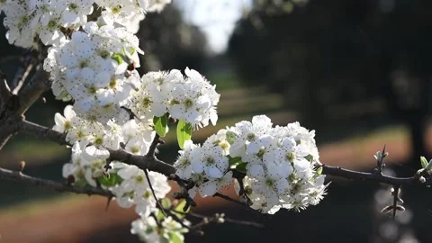 Beautiful spring pear tree flowers blossom in orchard Stock Footage 139924753