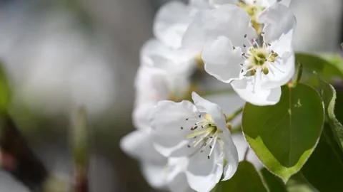 Beautiful spring pear tree flowers blossom on a branch in orchard Stock Footage 139925056