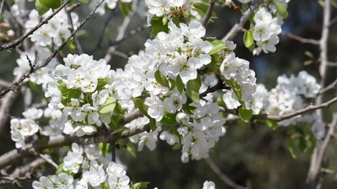 Beautiful spring pear tree flowers blossom in orchard Stock Footage 139925150