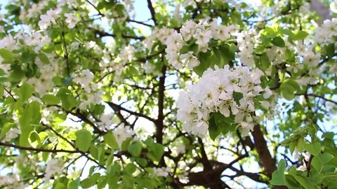 Beautiful spring pear tree in white blossoms isolated over bright blue sky Stock Footage 74415967