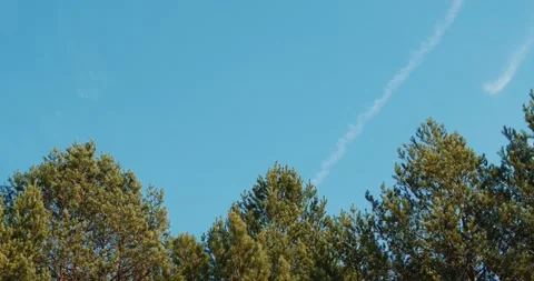 Beautiful spring pine forest against the blue sky Stock Footage 152233449