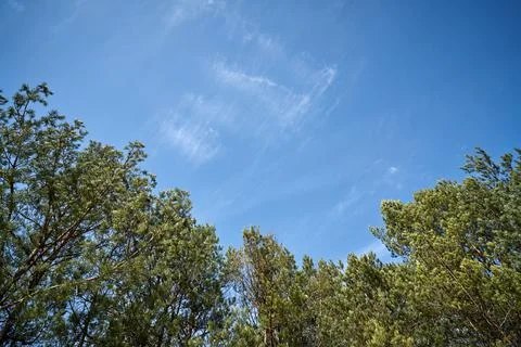 Beautiful spring pine forest against the blue sky Stock Photos