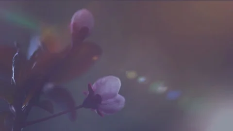 Beautiful Spring pink Cherry tree flowers blossom timelapse Video stock 104968358