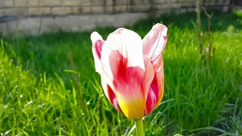 Beautiful spring pink tulip Stock Footage 73491556