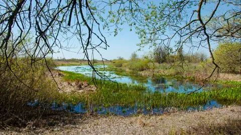 Beautiful spring pond Stock Photos