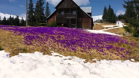 Beautiful spring primroses crocus Stock Footage 170573114