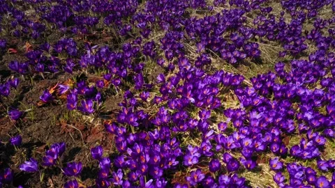 Beautiful spring primroses crocus Stock-Footage 170573138