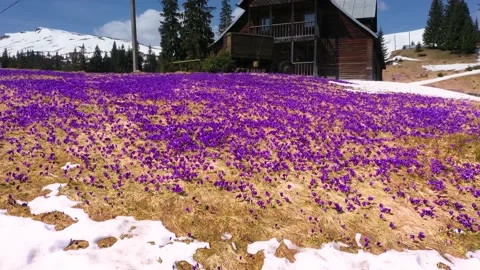 Beautiful spring primroses crocus Stock Footage 170573229