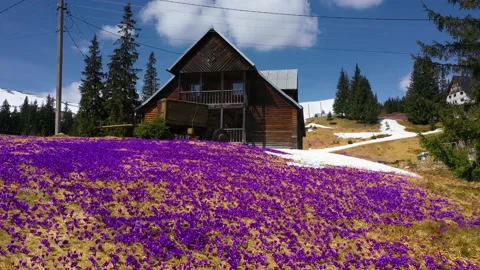 Beautiful spring primroses crocus Stock-Footage 170573341