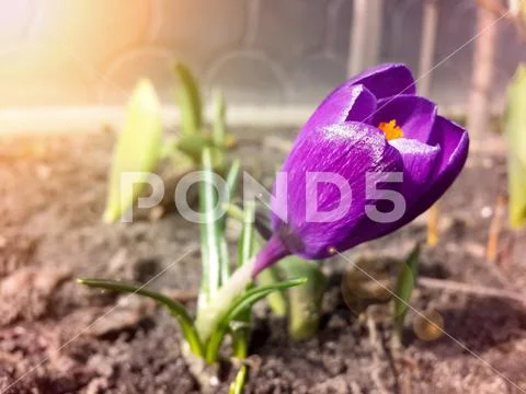 Beautiful spring purple crocuse in sunshine Stock Photos
