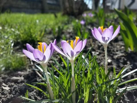 Beautiful spring purple crocuses Stock Photos
