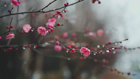 Beautiful Spring Rainy Red Plum Blossoms Macro Real Shot Stock Footage 320102910