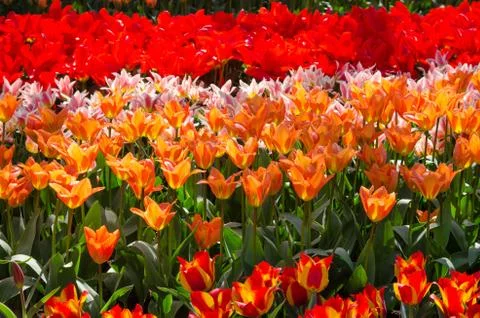 Beautiful spring red background, texture of a large number of flowers Stock Photos