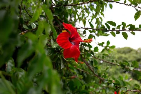 Beautiful spring red flower surrounded by lush greenery Stock Photos