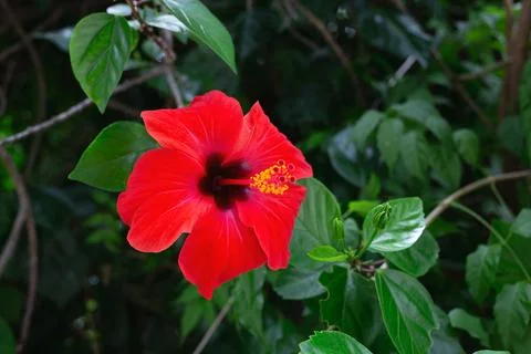 Beautiful spring red flower surrounded by lush greenery Stock Photos