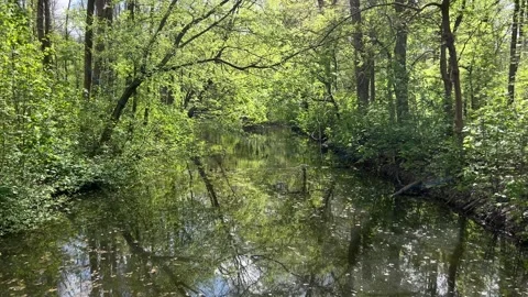 Beautiful Spring Reflection on Still Water in Amsterdamse Bos Stock Footage 334150046