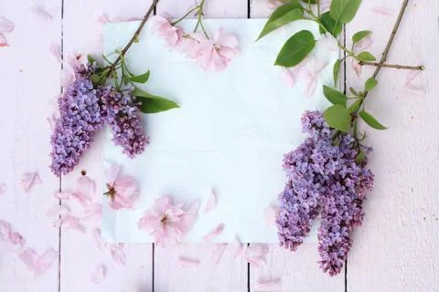 Beautiful, spring romantic background with  white paper, lilac and cherry flo Stock Photos
