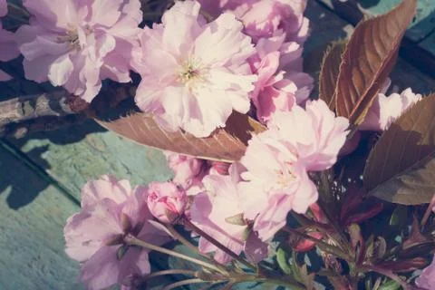 Beautiful, Spring, rustic background with pink, Japanese tree blossom Stock Photos