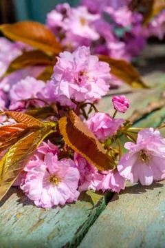 Beautiful, Spring, rustic background with pink, Japanese tree blossom Stock Photos