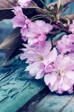 Beautiful, Spring, rustic background with pink, Japanese tree blossom Stock Photos