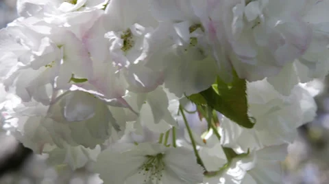 Beautiful Spring Scene Branch Cherry Tree Blossoming Park Cherries Pink Blooming Stock Footage 35283224