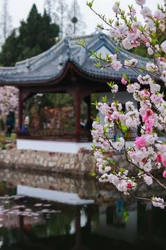 A Beautiful Spring Scene Featuring Cherry Blossom Trees Near a Tranquil Water Stockfoto's