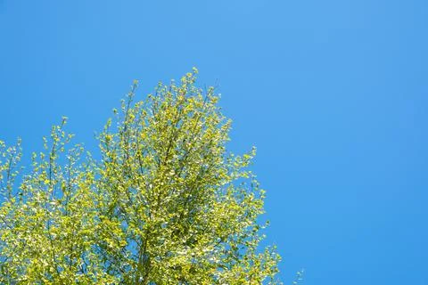 Beautiful spring scene with low angle view of beautiful birch tree in bloom.. Stock Photos