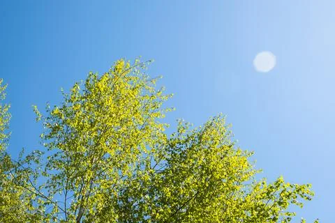Beautiful spring scene with low angle view of beautiful birch tree in bloom.. Stock Photos
