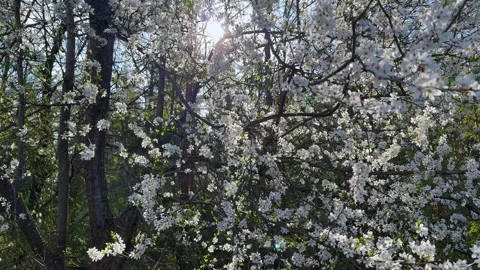Beautiful spring scene with white cherry blossoms on a tree branch. Sun shining Stock Footage 336127220