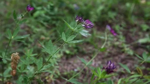 Beautiful spring scenery, gentle flower move in win Stock Footage 72706201