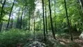 Beautiful spring season beech forest with green bushes and trees stock footage 4k or 4k+ Resolution