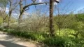 Beautiful spring season forest path w blooming bushes and plants stock footage 4k or 4k+ Resolution
