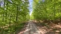 Beautiful spring season forest path with green bushes and plants stock footage 4k or 4k+ Resolution