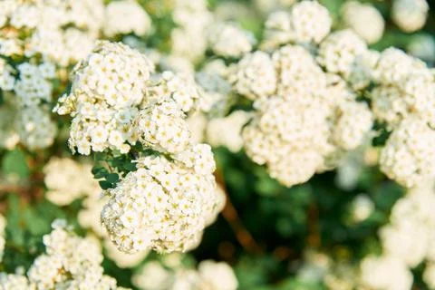 A beautiful spring shrub with small delicate white flowers. Selective focus. Stock Photos