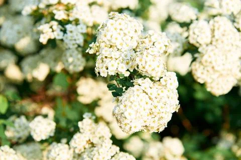 A beautiful spring shrub with small delicate white flowers. Selective focus. Stock Photos