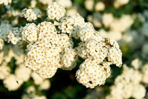 A beautiful spring shrub with small delicate white flowers. Selective focus. Stock Photos