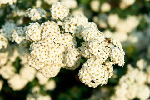 A beautiful spring shrub with small delicate white flowers. Selective focus. Stock Photos