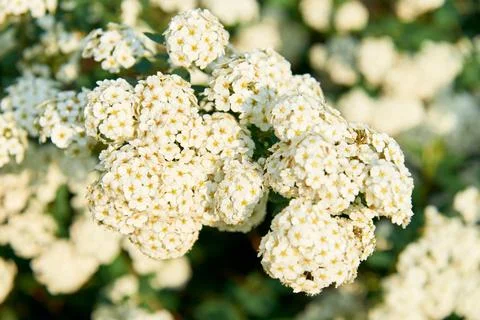 A beautiful spring shrub with small delicate white flowers. Selective focus. Stock Photos