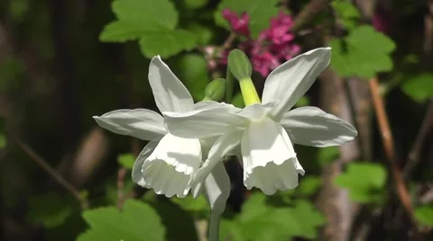 Beautiful Spring Snow-white Daffodil Flowers Nodding in the Wind Video stock 48655401