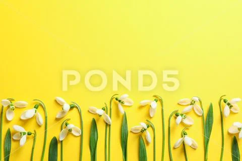 Beautiful spring snowdrop flowers on color background, space for text Stock Photos