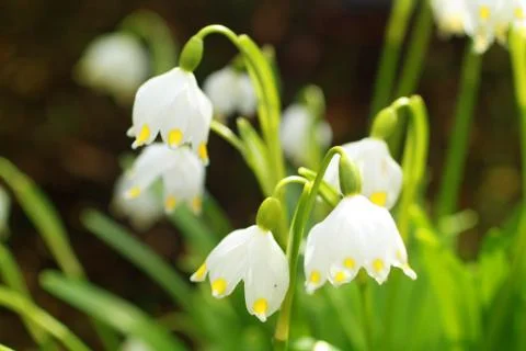 Beautiful, spring snowdrops Stock Photos