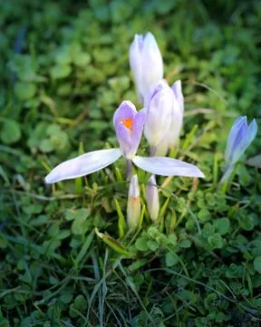 Beautiful spring snowdrops Stock Photos