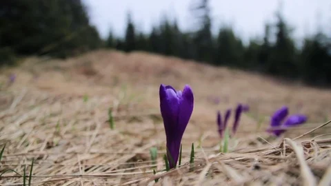 Beautiful spring snowdrops in the snow Stock Footage 72790158