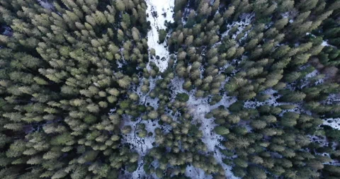 Beautiful spring snowy forest with drone. Stock Footage 150503459