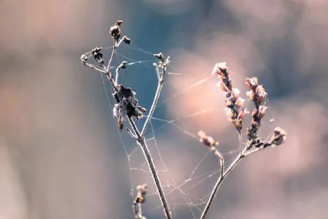 Beautiful spring spider web on a dry plant. Sun glare blur bokeh. Toned backg Stock Photos